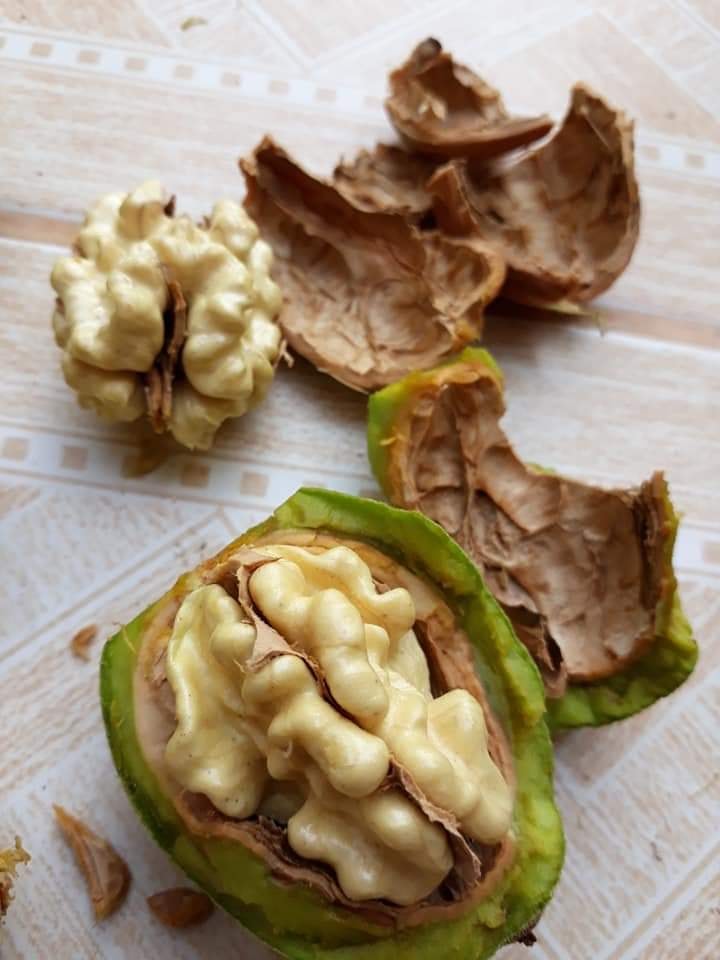 HOWART CEVİZ FİDANI